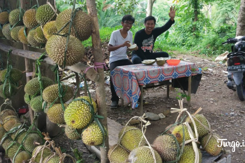 Menikmat Aneka Durian Di Kota Kendari
